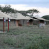 Resa till Tanzania serengeti Kenzan Tented Camp safari
