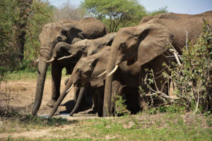 Resa till Tanzania safari Tarangire elefanter