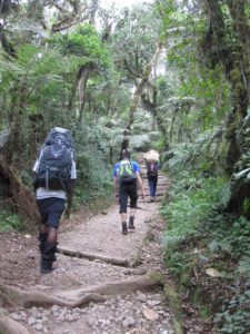 En trekkingresa till Kilimanjaro är en stor naturupplevelse då ni vandrar genom olika naturtyper.