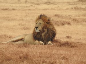 Lejon, Ngorongoro, Tanzania
