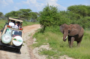 Resa till Tanzania safari elefant