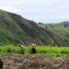 Resa till Indonesien Sumatra Brastagi Lantbruk