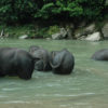 Resa till Indonesien Sumatra Tangkahan Elefantbad