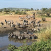 Resa till Tanzania safari Serengeti zebror