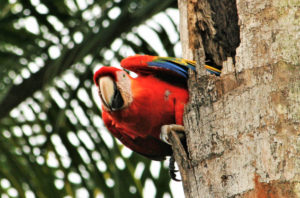 Costa Rica resa papegoja