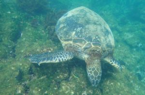 Resa till Galapagos Havssköldpadda