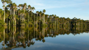 Resa Peru Amazonas regnskog Lago Sadoval