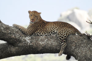 På safari i Serengeti kan man se leoparder vila sig på en trädgren.