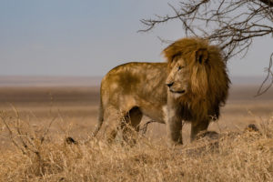 Möt de mäktiga lejonen under safari i Tanzanias national parker.