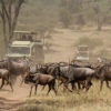 Resa till Tanzania safari Serengeti gnuer