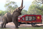 Resa till Safari Zambia Malawi
