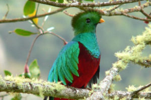 I Costa Rica får du kanske se den vackra fågeln quetzalen.
