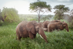 Resa till Tanzania Safari Lake Manyara