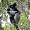 Resa till Madagaskar lemur