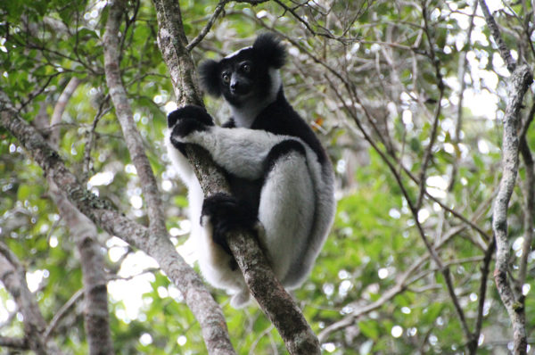 Resa till Madagaskar lemur