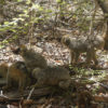 Resa till Madagaskar lemurer