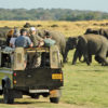 Resa till Sri Lanka Minneriya nationalpark safari