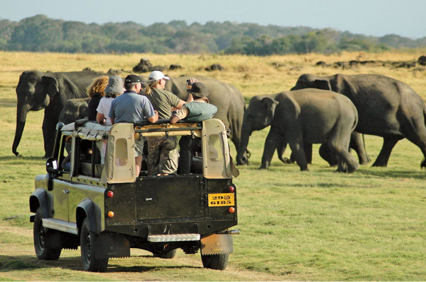 Resa till Sri Lanka Minneriya nationalpark safari
