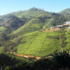 Resa till Sri Lanka Nuwara Eliya