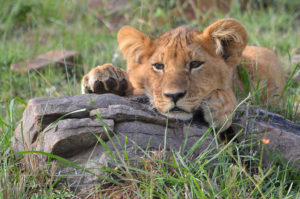 Resa Safari Kenya Lejon