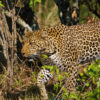Resa safari Kenya Maasai Mara gepard