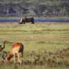 Resa till Kenya safari Lake Nakuru noshörning