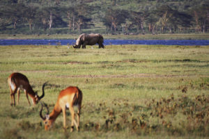 Resa till Kenya safari Lake Nakuru noshörning