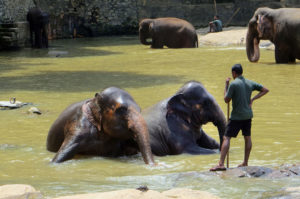 Pinnawala Elephant Orphanage Sri Lanka