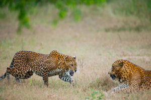 Resa Safari Sri Lanka Yala nationalpark Gepard