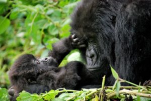 Resa gorillasafari uganda