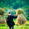 Resa till Vietnam Landsbygd