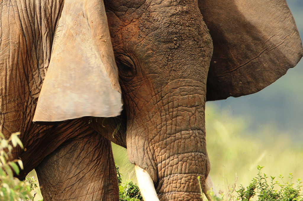 Resa till Kenya safari elefant