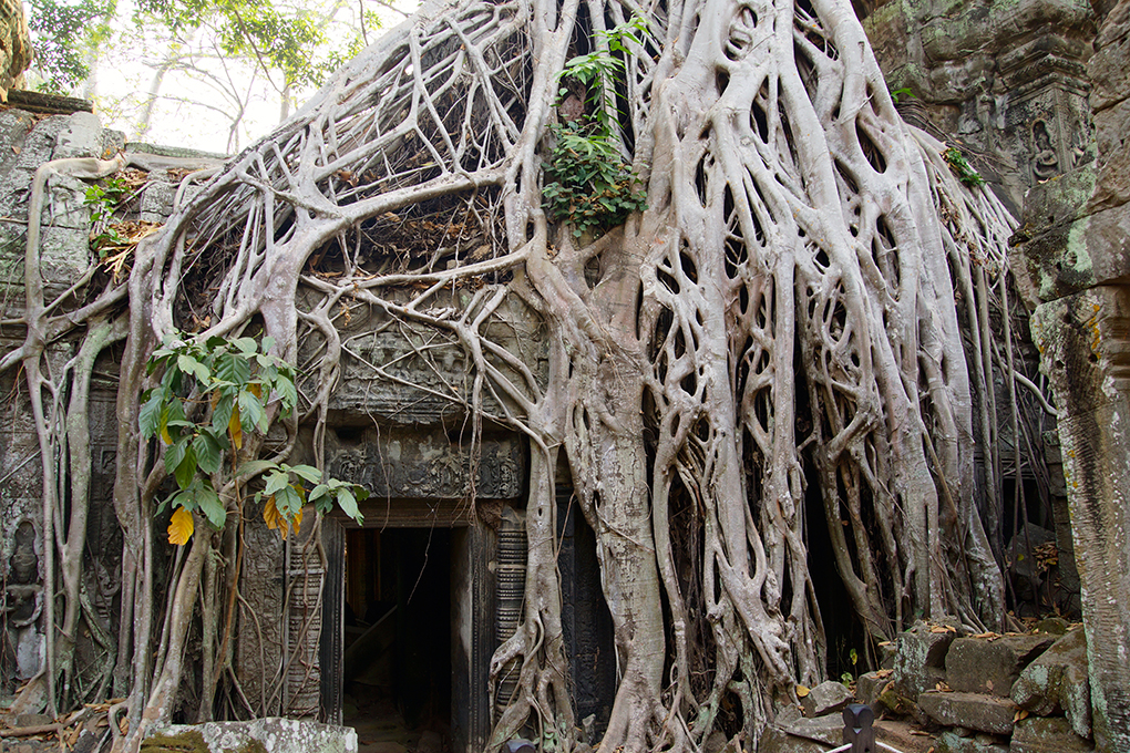 Resa Kambodja Angkor Ta Prohm