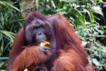 Resa till Borneo Kuching Orangutang