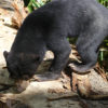 Resa till Borneo Malaysia malajbjörn Bornean Sun Bear Conservation