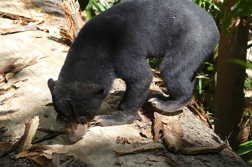 Resa till Borneo Malaysia malajbjörn Bornean Sun Bear Conservation