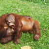 Resa till Borneo sepilok orangutanger