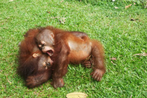 Resa till Borneo sepilok orangutanger
