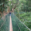 Resa till Borneo Poring Hot Springs hängbro