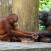Resa till Borneo Sepilok Orangutan Sanctuary