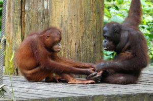 Resa till Borneo Sepilok Orangutan Sanctuary