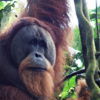 Resa till Indonesien Sumatra Leuser nationalpark orangutanger