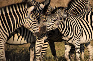 Resa till Botswana safari zebror