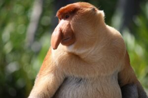 Borneo proboscis monkey