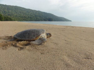 Borneo turtle