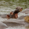 Resa till Tanzania Ngorongorokratern safari flodhäst hippo