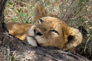Resa till Tanzania Serengeti safari lejon