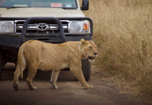 Bästa Tanzania safari