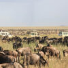 Bästa Tanzania safari
