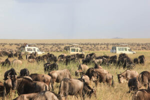 Bästa Tanzania safari